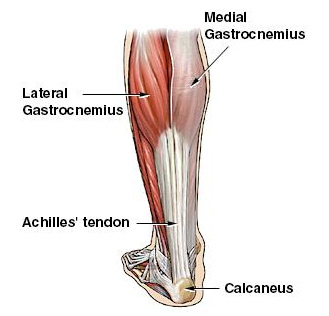 Ligaments and Tendons:  What's the Diff?
